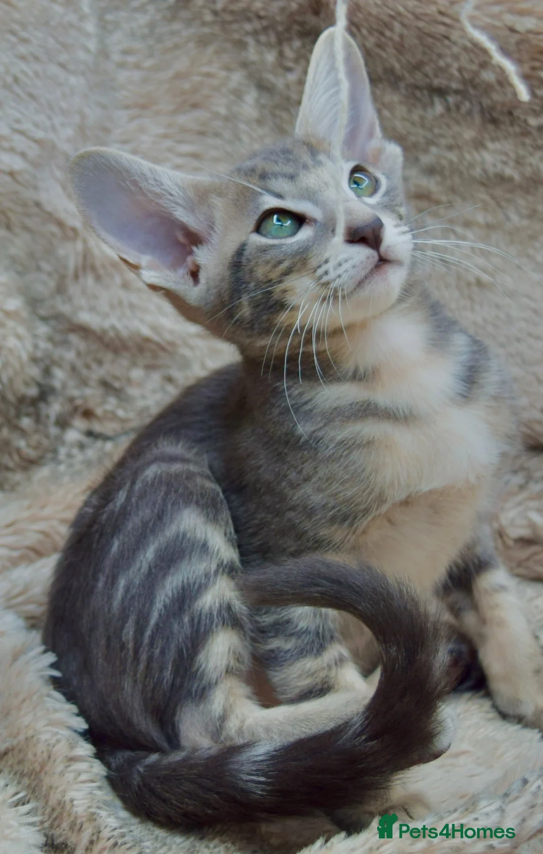 Siamese cats for sale: Stunning GCCF Siamese & Oriental Kittens - Advert 2