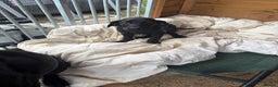 Mixed Breed dogs for sale: Black lab X GSP puppy 1 male remaining  - Advert 2