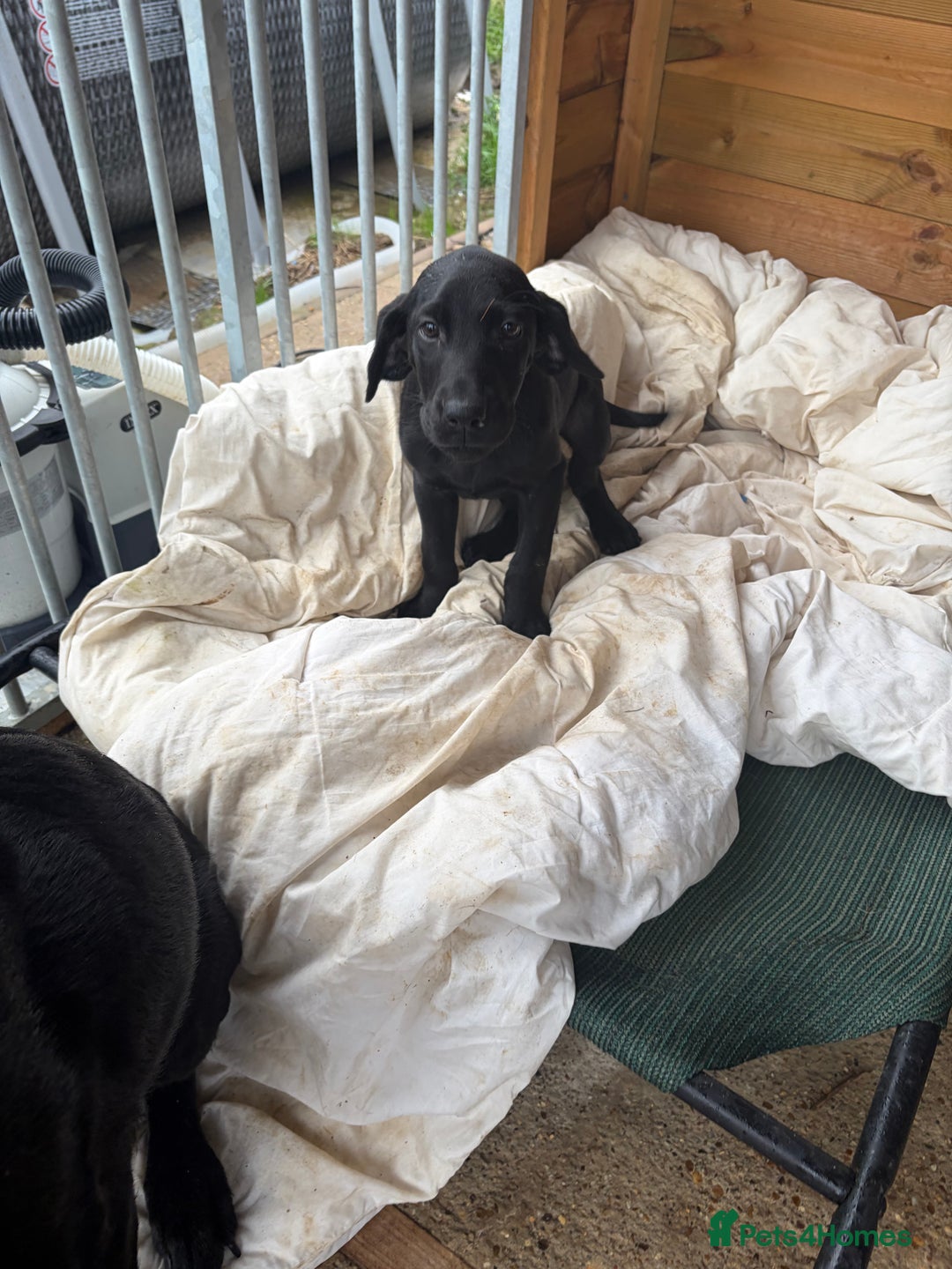 Mixed Breed dogs for sale: Black lab X GSP puppy 1 male remaining  - Advert 2