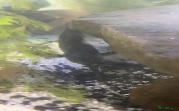 Other/Mixed Breed fish - Advert 6