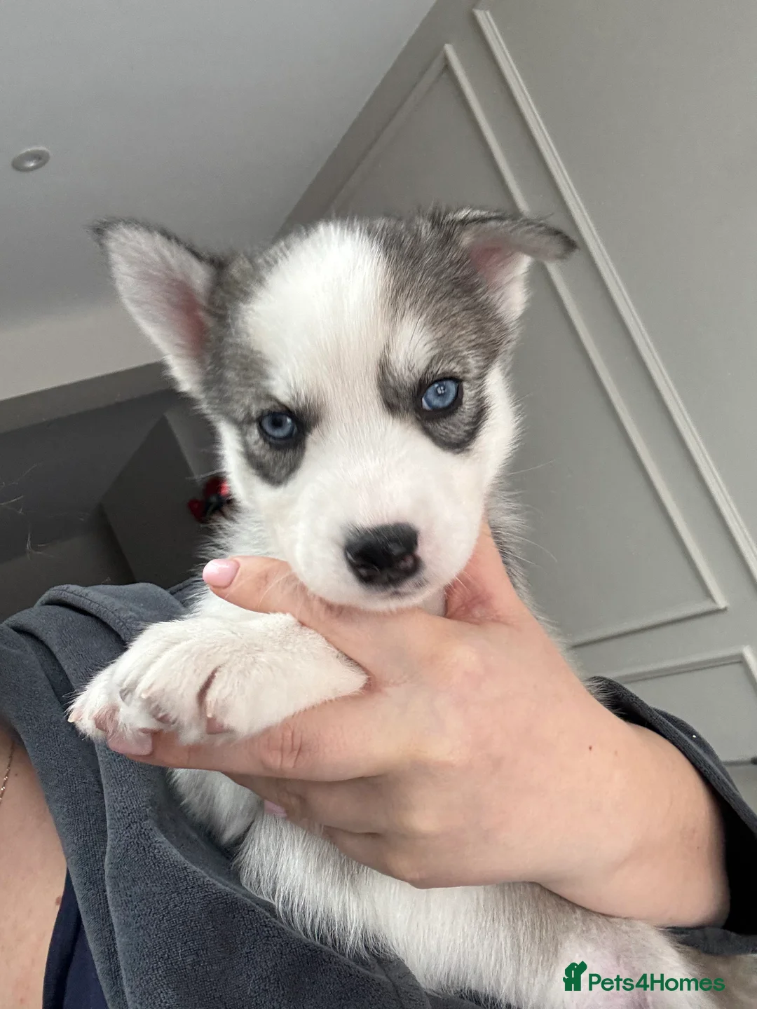 Siberian Husky dogs for sale: 1 KC REG SIBERIAN PUP LEFT (BOY)READY NOW - Advert 20