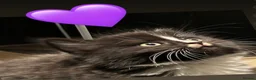 European cats for sale: Kittens  - Advert 20