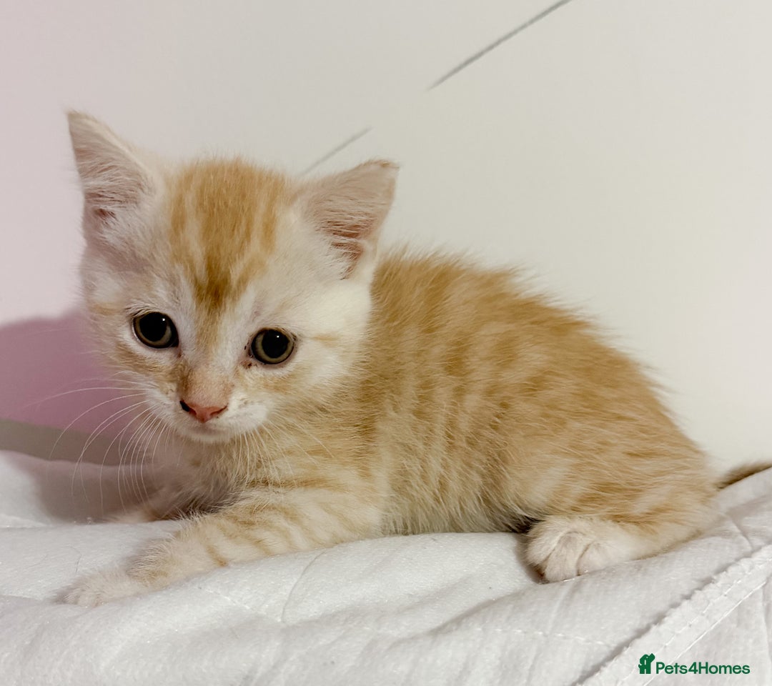 Mixed Breed cats for sale: Gorgeous Ginger babies - Advert 3
