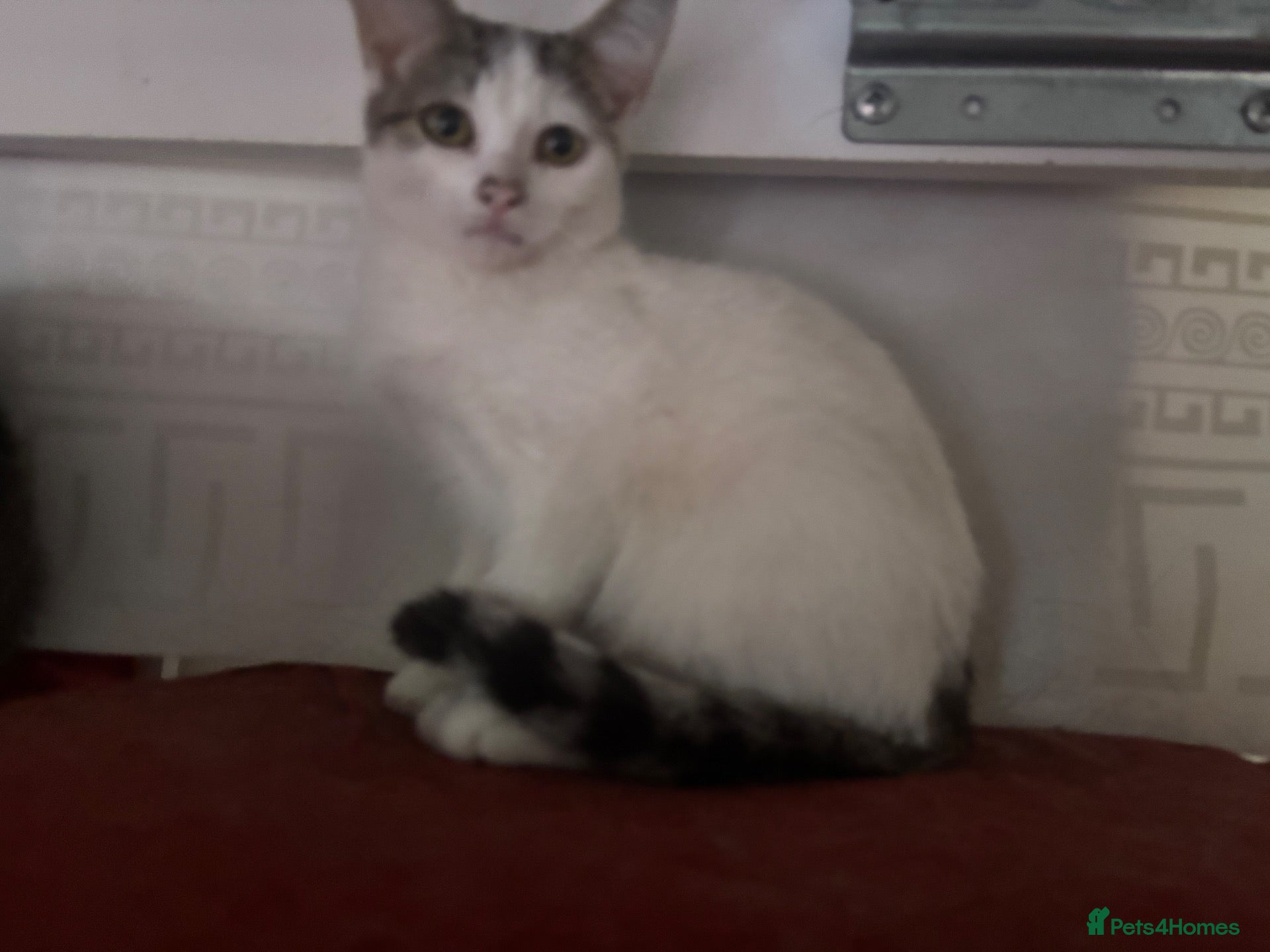 British Shorthair cats 5 cute British shorthair breed kittens  - Advert 1