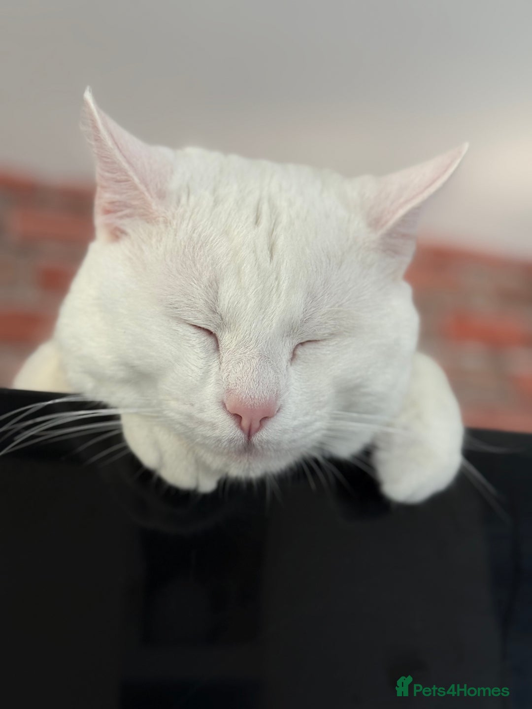 American Shorthair cats for sale: Beautiful 1-Year-Old Full White Male Cat  - Image 8
