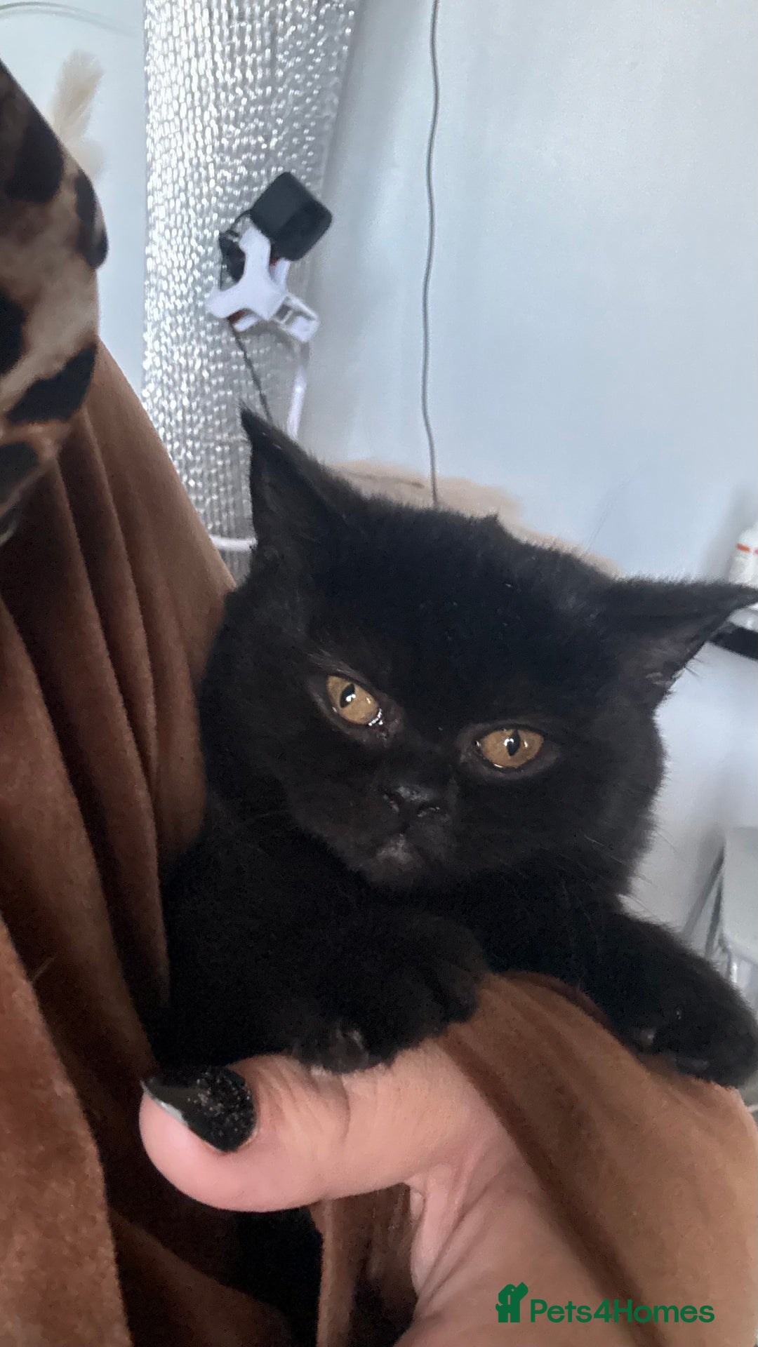 British Shorthair cats for sale: GCCF Registered 5 Generation British Shorthair - Advert 3