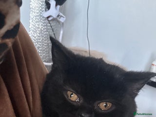 British Shorthair cats - Advert 8