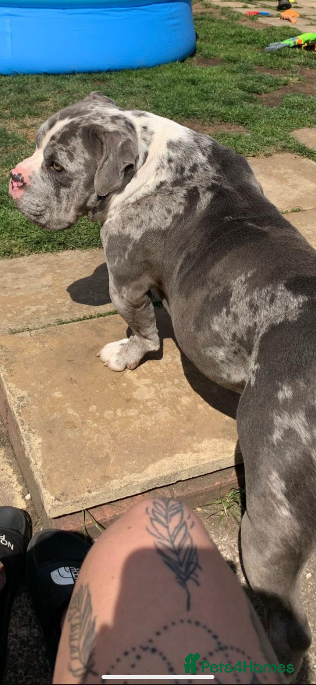 Mixed Breed dogs for sale: Cash-re homing to a good family home. - Image 2