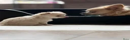 Chihuahua dogs for sale: Gorgeous litter of long hair chihuahuas  - Advert 10