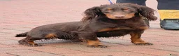 Cocker Spaniel dogs for sale: Beautiful winnie  - Advert 1