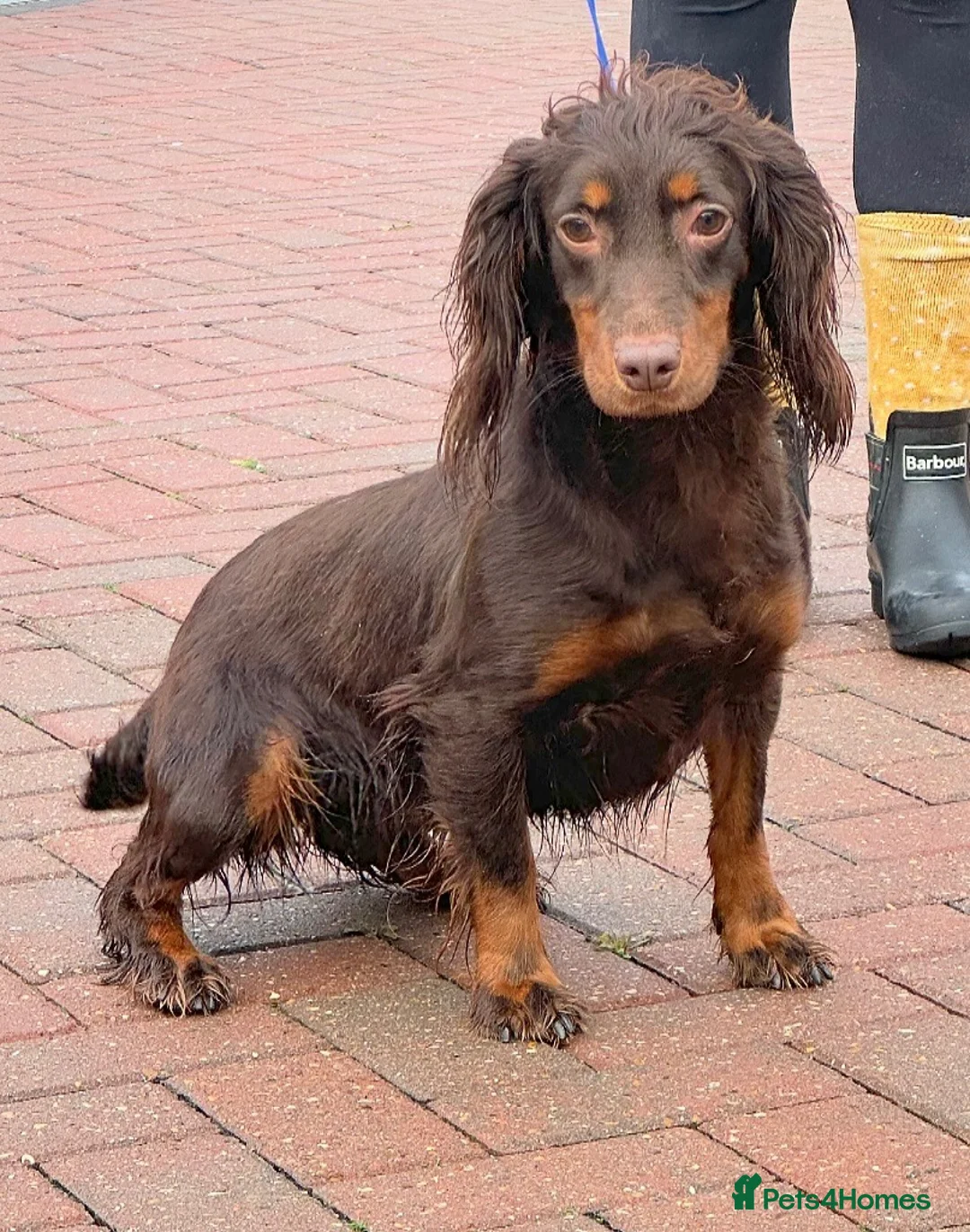 Cocker Spaniel dogs for sale: Beautiful winnie  - Advert 1