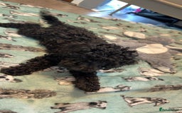 Miniature Poodle dogs for sale: Mini poodle london 3 LEFT - Advert 2