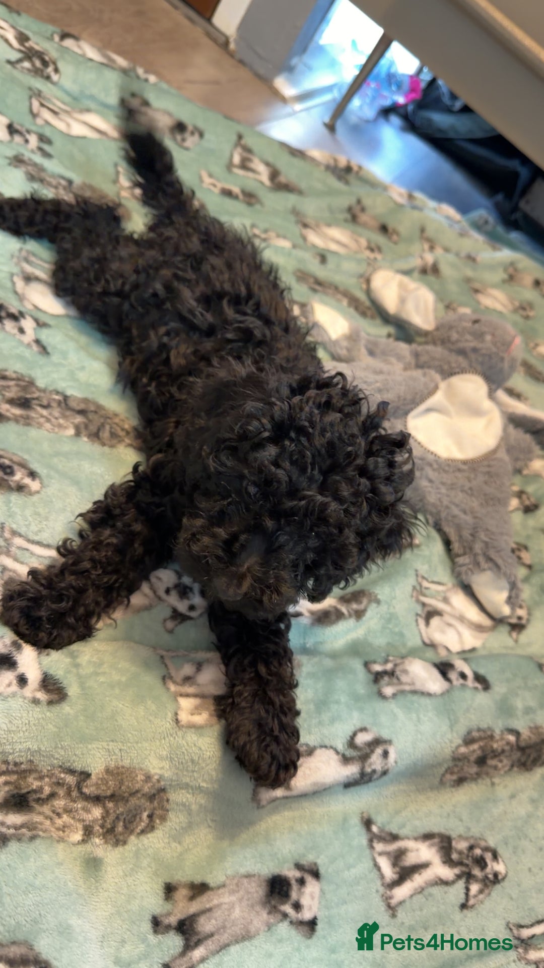 Miniature Poodle dogs for sale: Mini poodle london 3 LEFT - Advert 2
