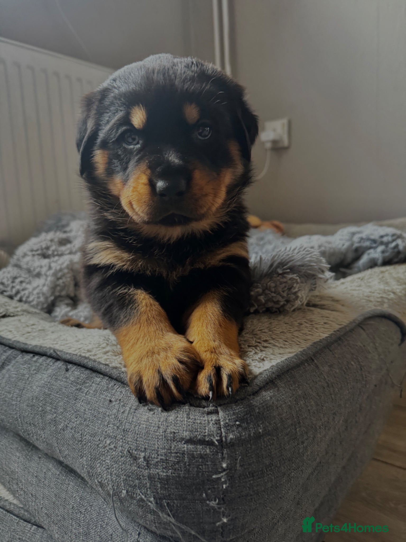 Rottweiler dogs     Gorgeous Chunky Rottweiler Puppies  - Advert 2