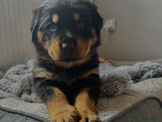 Rottweiler dogs Gorgeous Chunky Rottweiler Puppies - Advert 2
