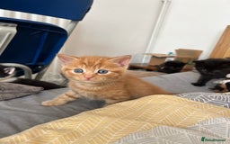 Mixed Breed cats for sale: Adorable 5-Week-Old Kittens Ready for Loving Home  - Image 20