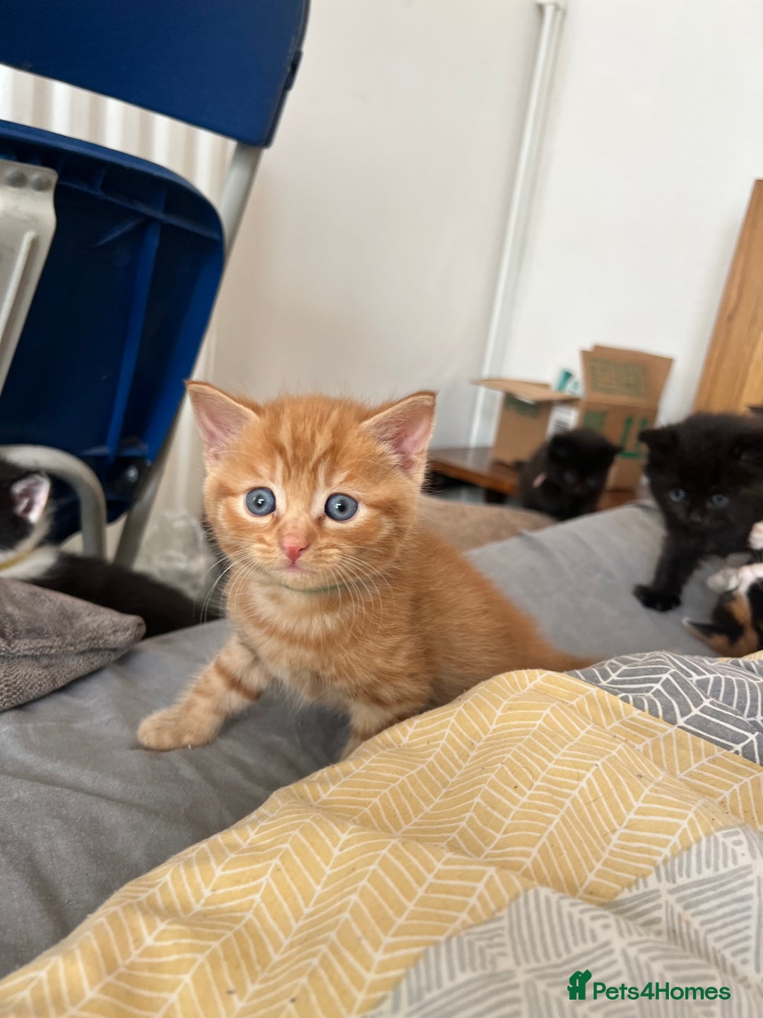 Mixed Breed cats for sale: Adorable 5-Week-Old Kittens Ready for Loving Home  - Image 20