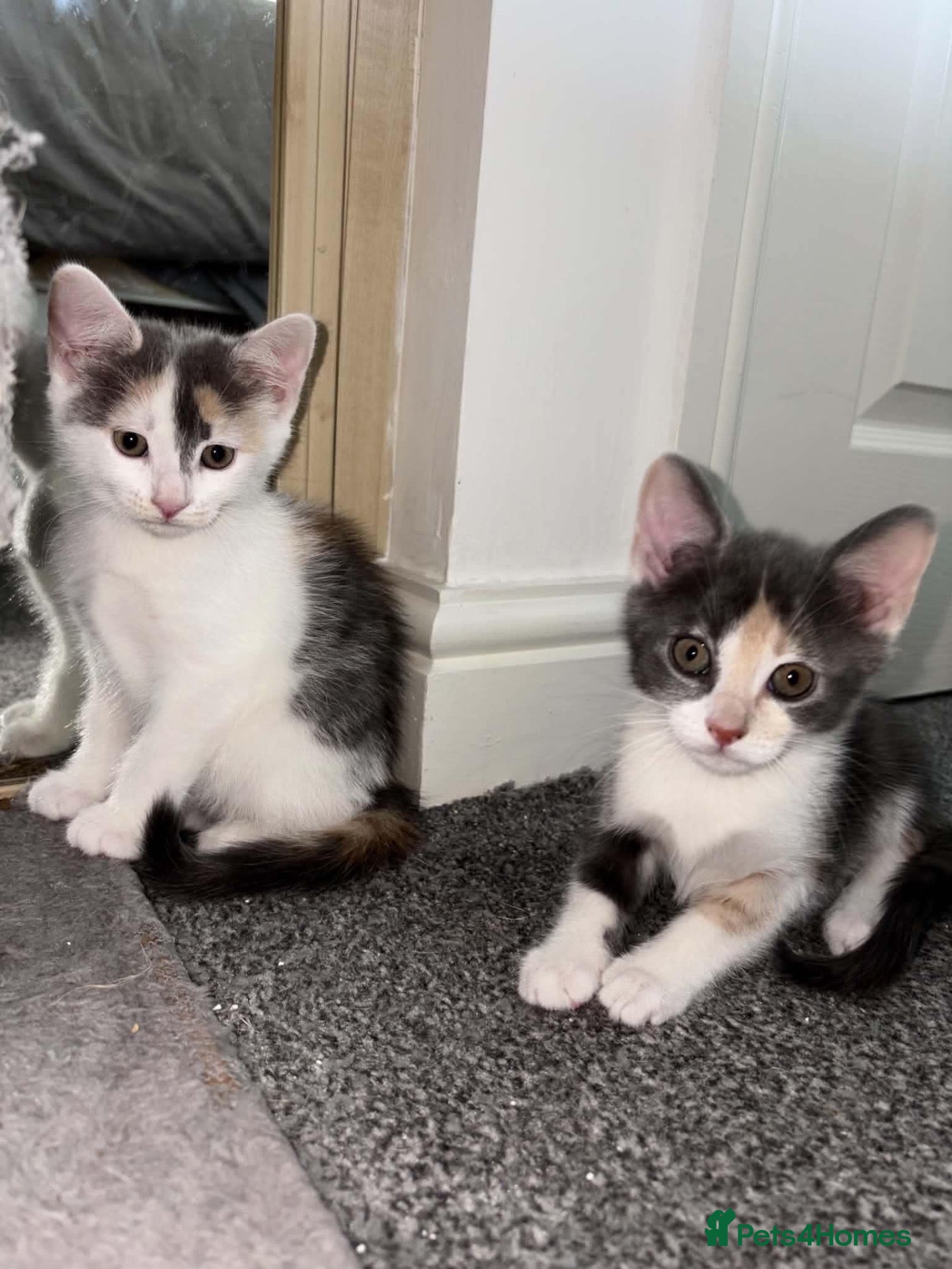 Mixed Breed cats Kittens very unusual  - Advert 1