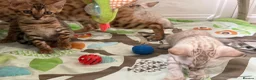Bengal cats for sale: TICA Pedigree Bengal Kittens Snow & Brown  - Advert 7
