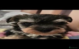 Schnoodle dogs for sale: 2 beautiful schnoodles  - Image 6