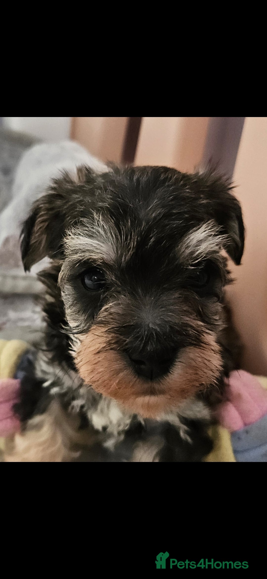 Schnoodle dogs for sale: 2 beautiful schnoodles  - Image 6