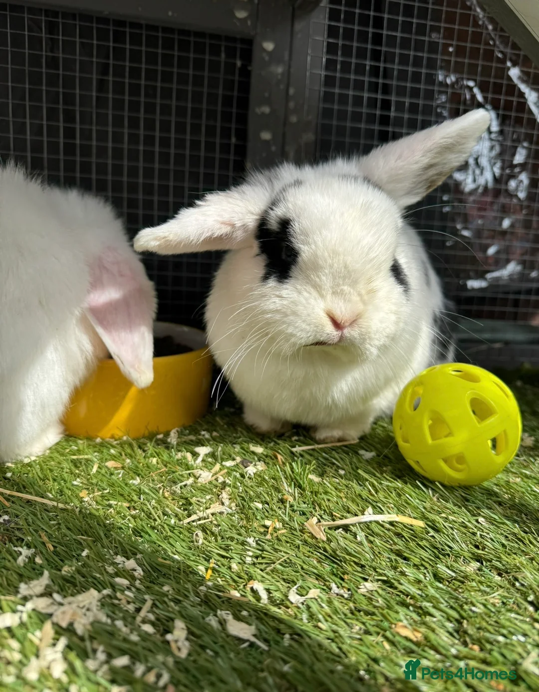 Mini Lop rabbits for sale: 2x mini lops for sale and cage food etc  - Advert 2
