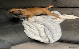 Staffordshire Bull Terrier dogs for sale: Beautiful staff pups for sale - Image 28