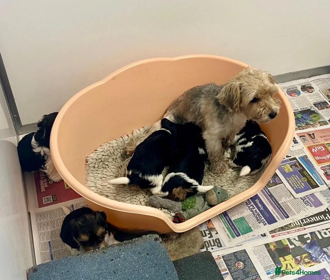 Biewer Terrier dogs for sale: 3 Biewer terrier boys  - Advert 1