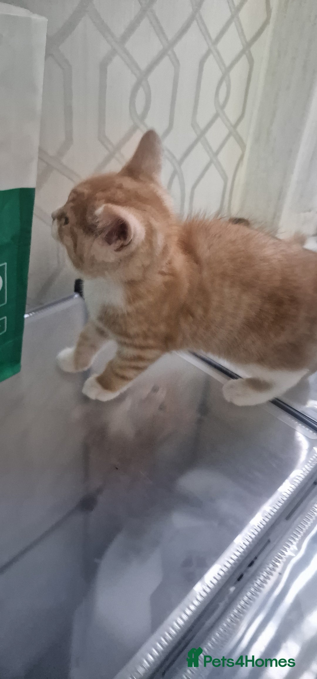 Mixed Breed cats for sale: Gorgeous British Shorthair Kittens for SALE - Advert 24