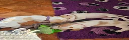 Beagle dogs for sale: Health Tested & Kennel Club Registered Beagle Pups - Advert 1