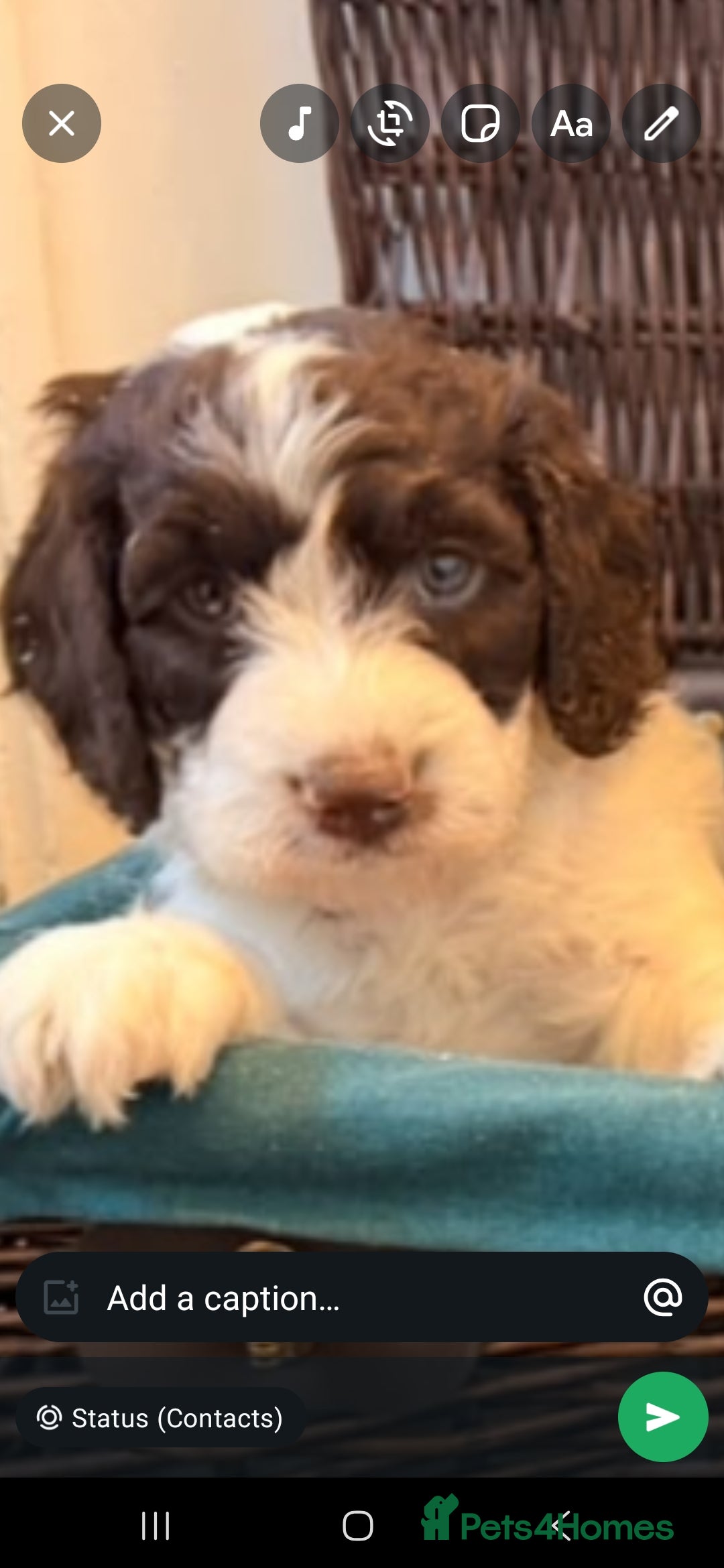 Cockapoo dogs Ready to leave. 7 beutiful cockerpoo's  - Advert 2