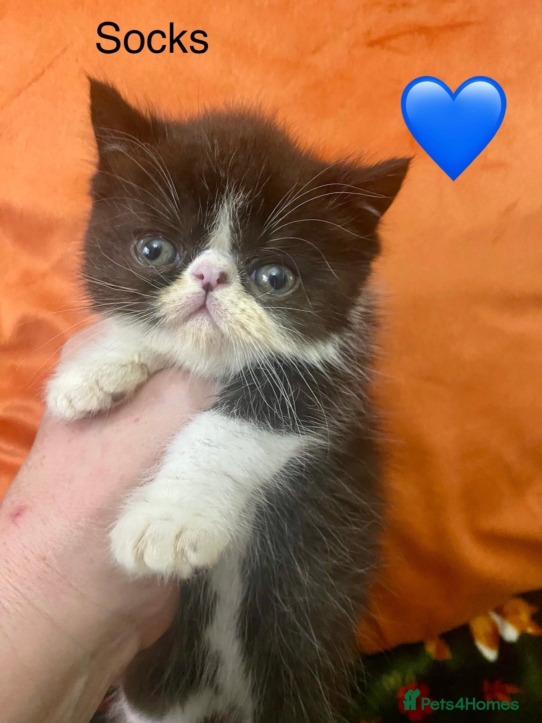 Persian cats for sale: EXCEPTIONAL LITTER PERSIAN EXOTIC KITTENS - Image 12