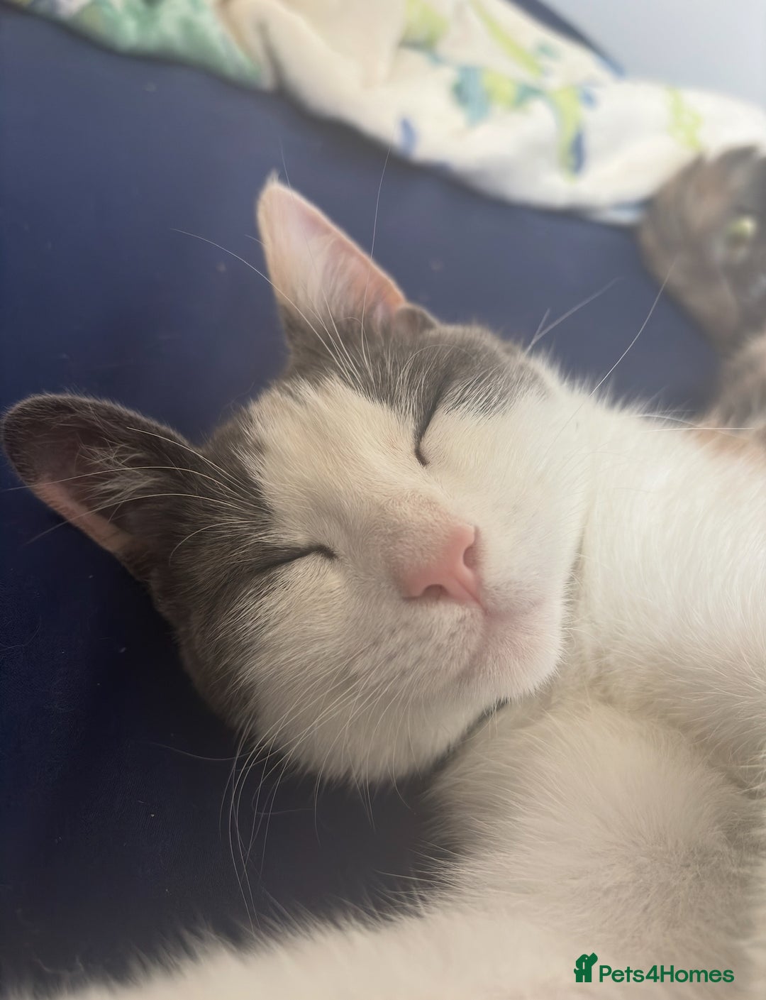 Mixed Breed cats for sale: 1yr 6mnth female cat for sale - Advert 2