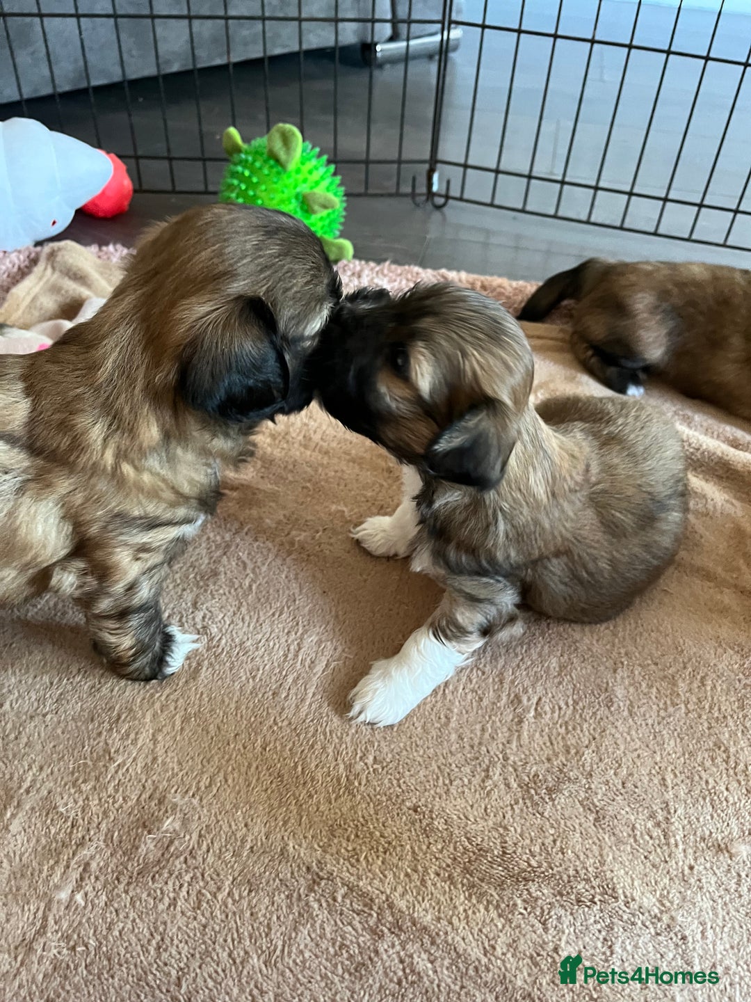 Lhasa Apso dogs for sale: Dogs  - Image 9