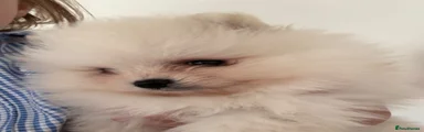Pomeranian Puppy 1