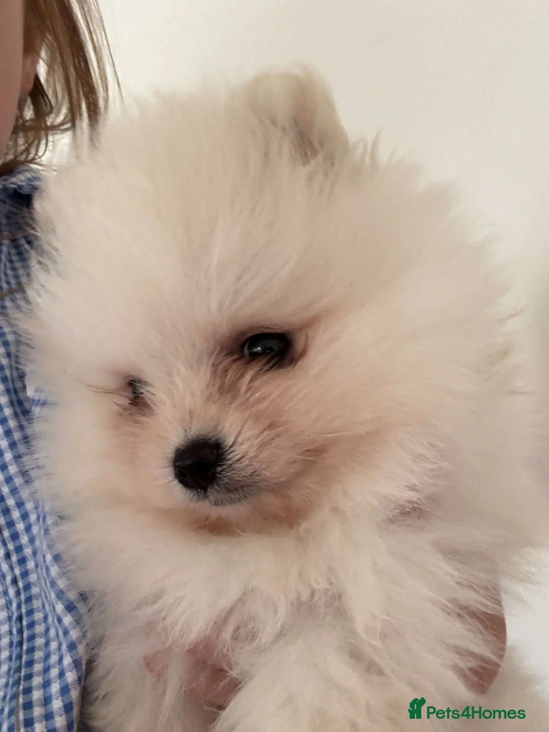 Pomeranian dogs for sale: Tiny teddy face pomeranian - Advert 2