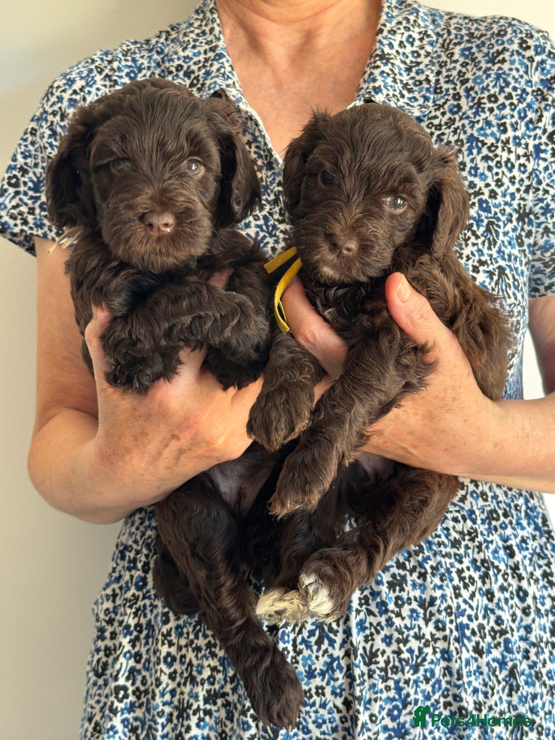 Schnoodle dogs for sale: F1 mega coated mini cross Schnoodles - Image 15