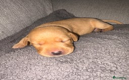 Labrador Retriever dogs for sale: Labrador Retriever Pups - Image 23