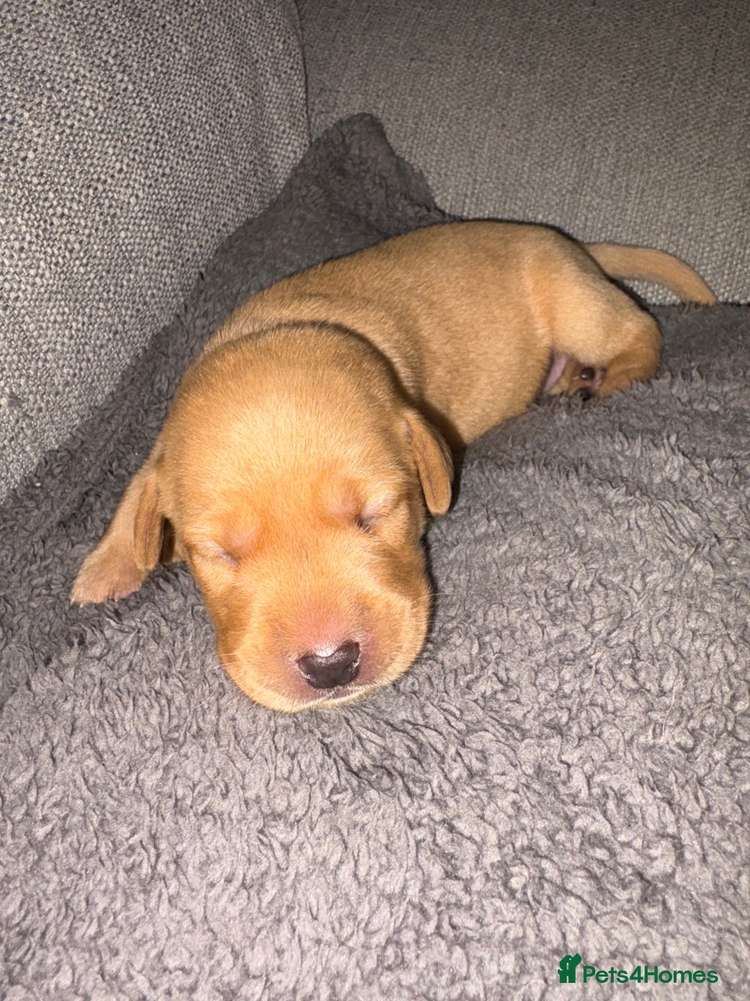 Labrador Retriever dogs for sale: Labrador Retriever Pups - Image 23