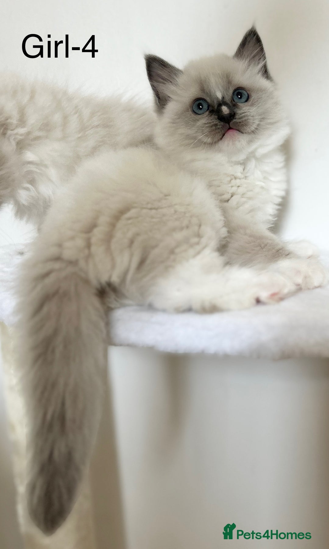 Ragdoll cats for sale: Beautiful Ragdoll kittens from Champion lines - Image 13