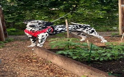 Mixed Breed dogs for sale: Cane corso X Dalmatian - Corsomatian  - Image 13