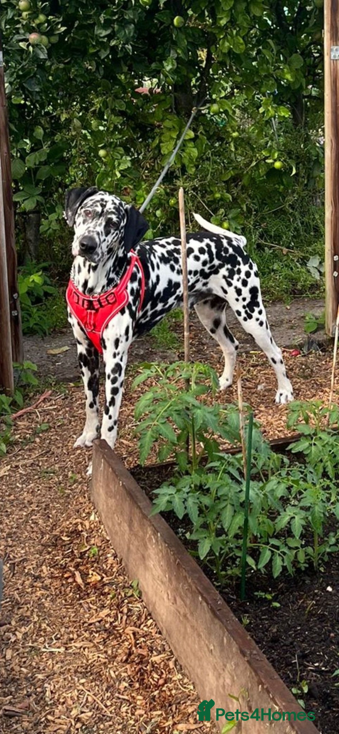 Mixed Breed dogs for sale: Cane corso X Dalmatian - Corsomatian  - Image 13