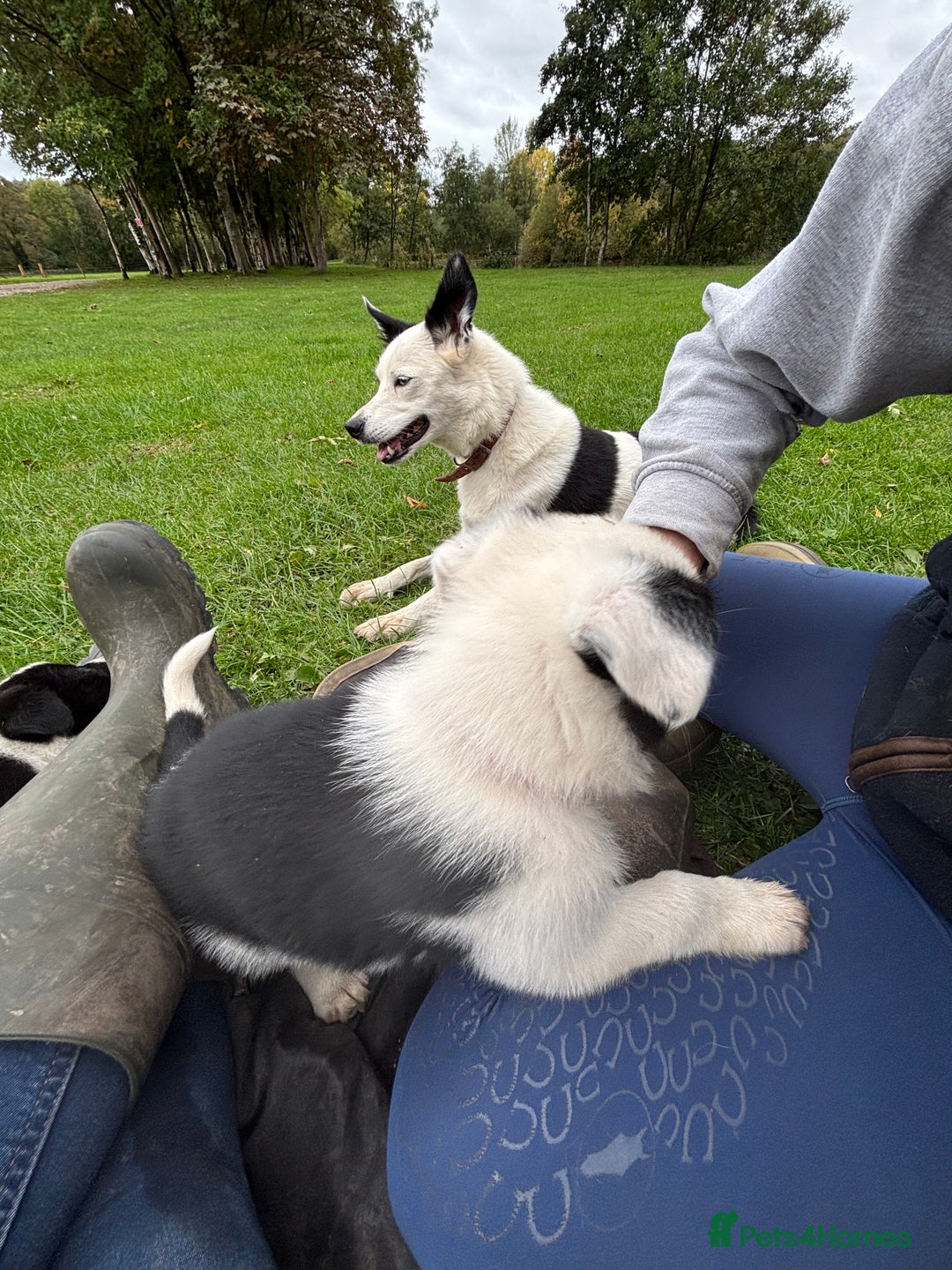 Border Collie dogs for sale: Border collies puppies - Image 20
