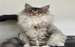 Mixed Breed cats for sale: Unique mix - Bengal x Maine Coon - Image 10