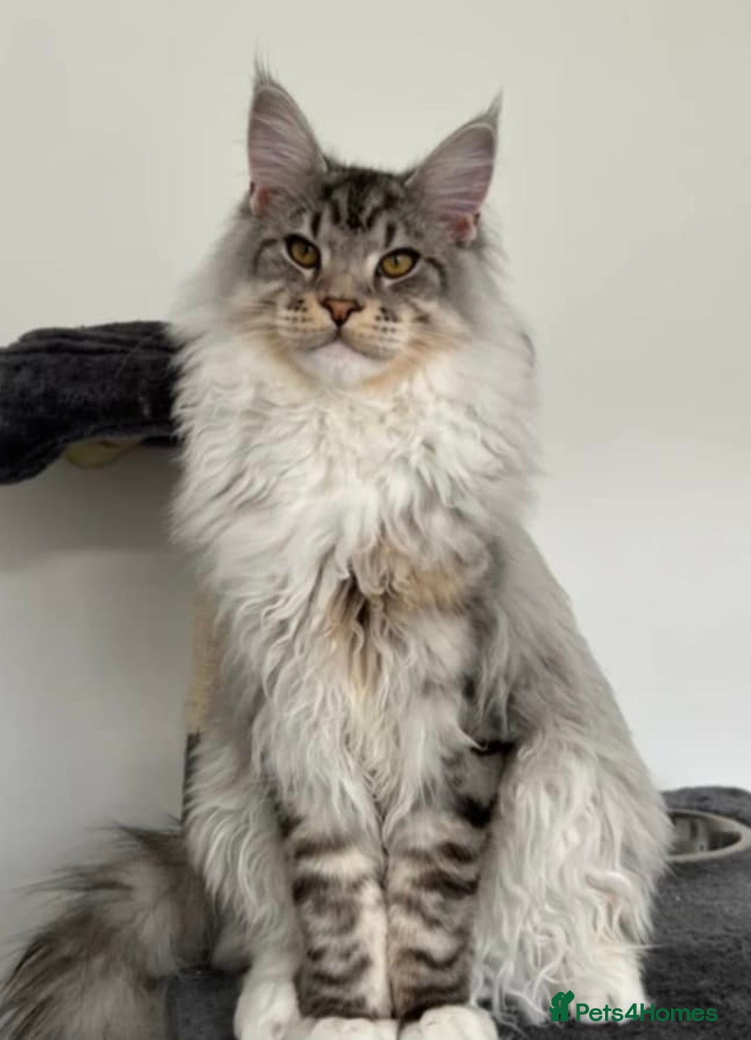 Mixed Breed cats for sale: Unique mix - Bengal x Maine Coon - Image 10