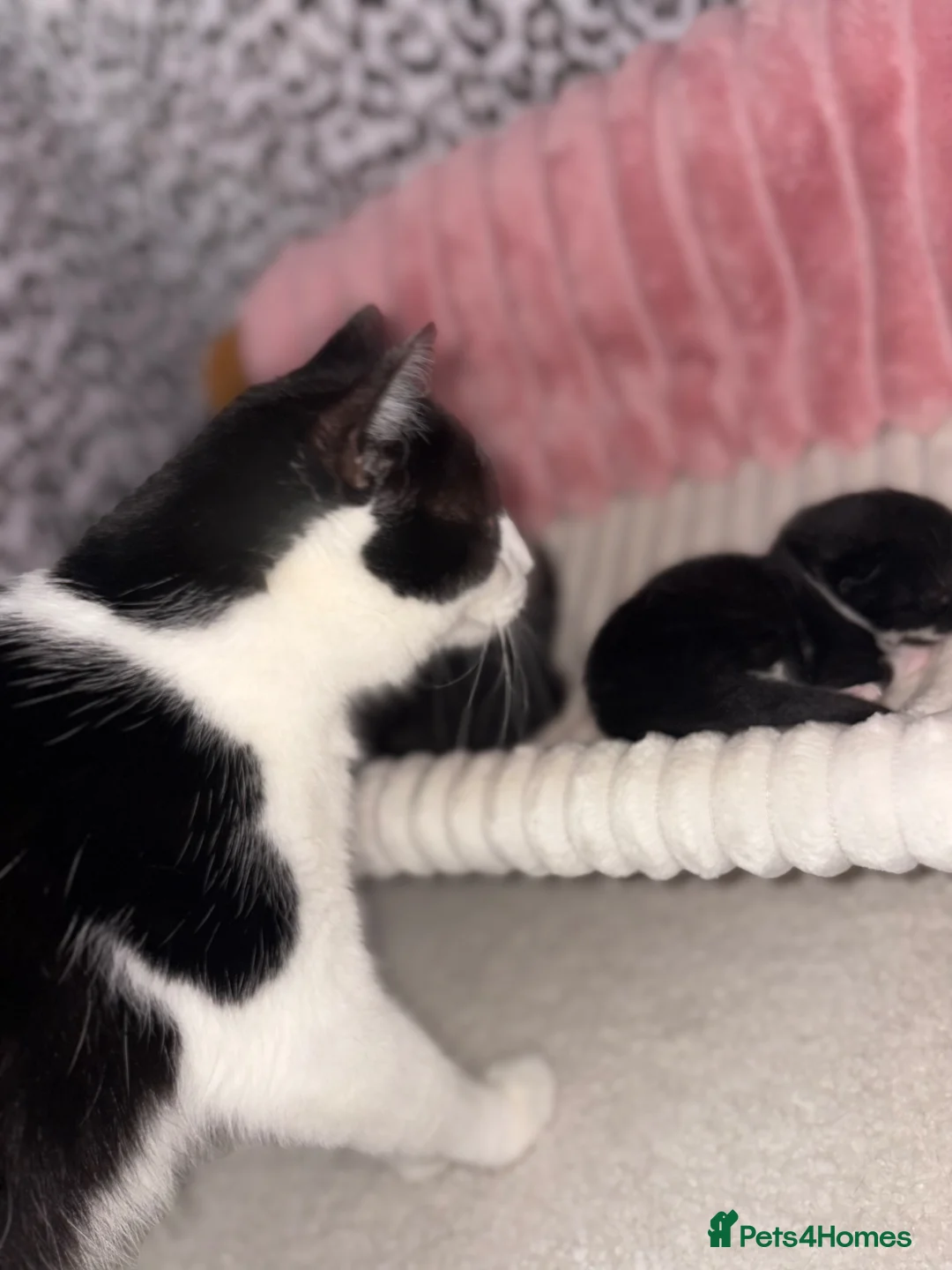 Mixed Breed cats for sale: Mixed breed kittens  - Advert 2