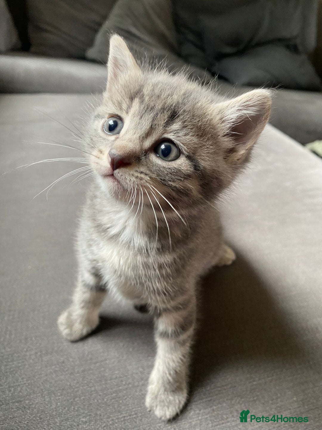 Mixed Breed cats for sale: Stunning kittens  - Image 15