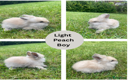 Lionhead rabbits for sale: Lionhead bunnies - Image 3