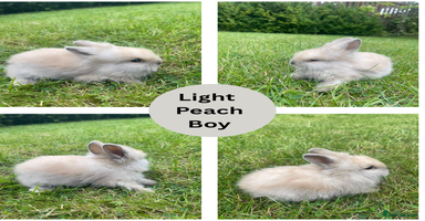 Lionhead rabbits - Advert 12