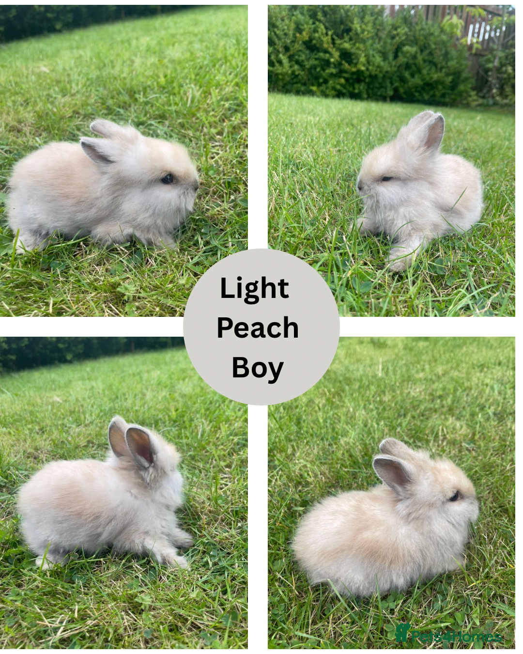 Lionhead rabbits for sale: Lionhead bunnies - Image 3